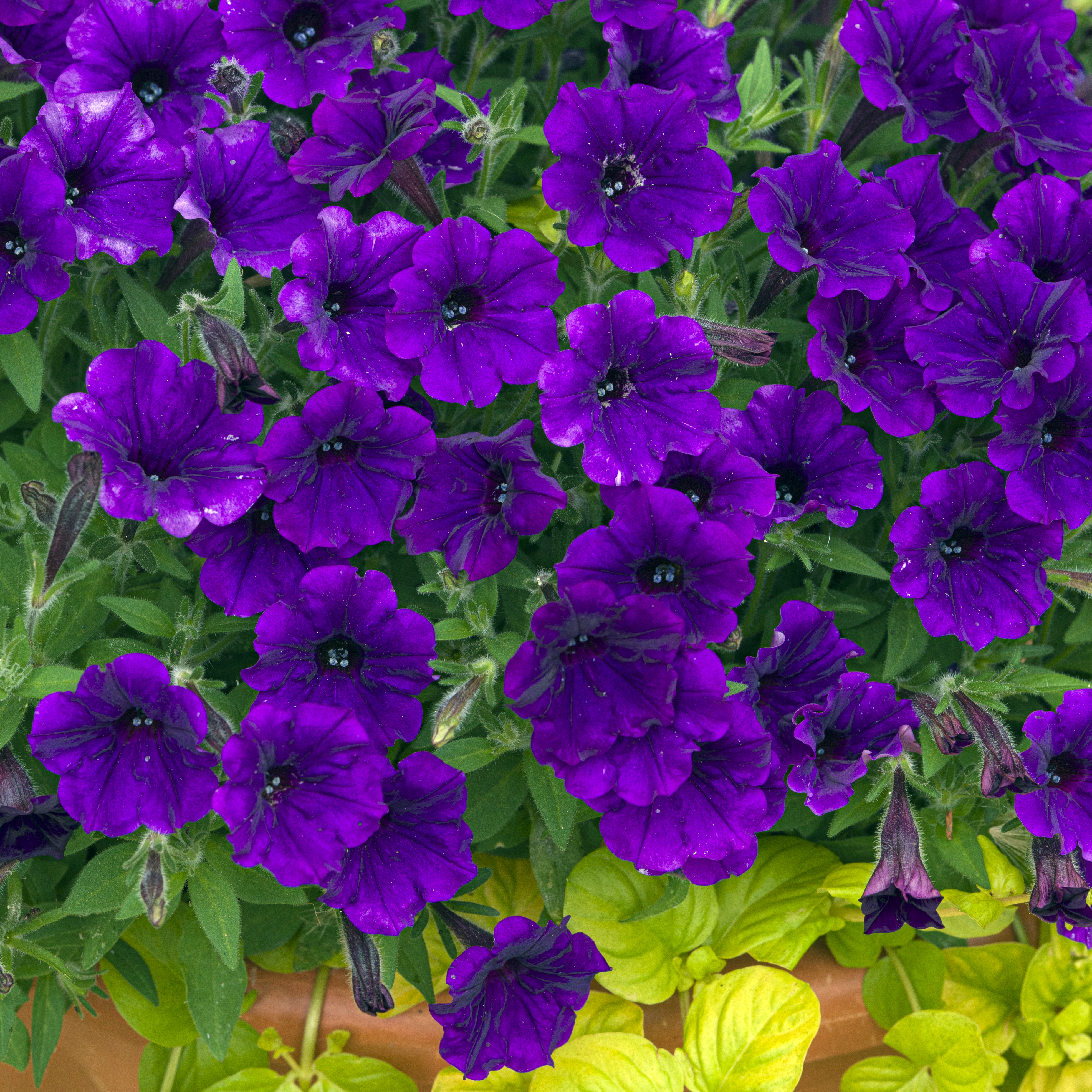 Petunia Bubbles Violet Blue